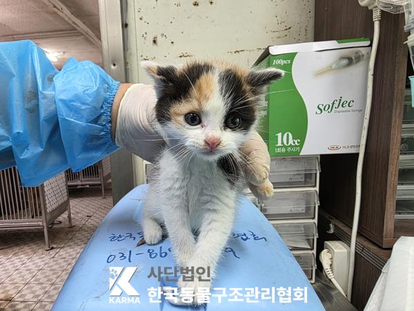 [고양이] 한국 고양이 서울-구로-2025-00074 유기동물 배경 이미지 입니다.